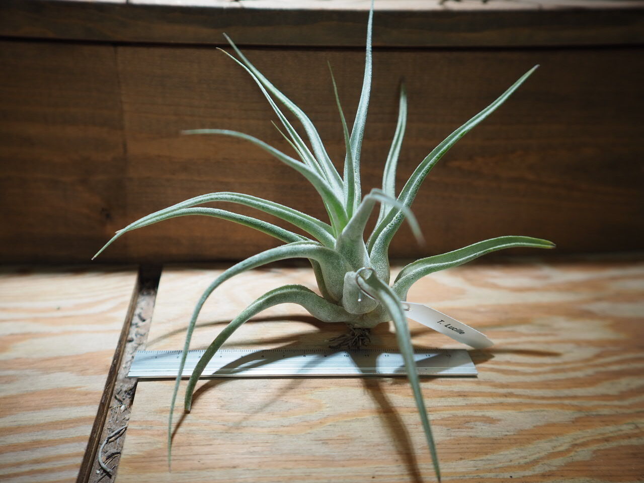 Tillandsia 'Lucille' チランジア ルシール original