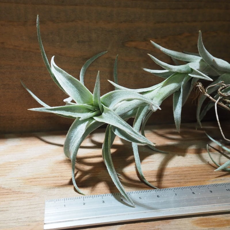 チランジア ／ エディシアエ L (T.edithae) ☆CD01/Nov27 | 常葉