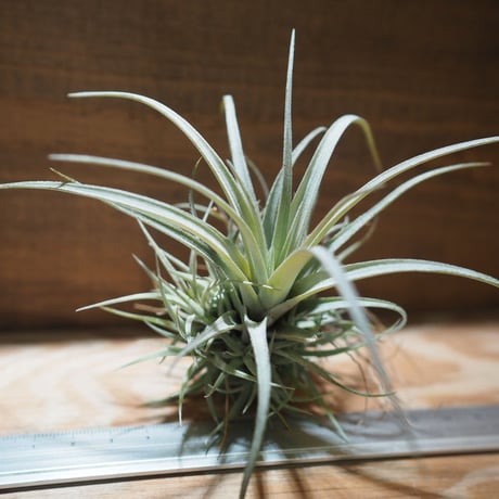 チランジア ／ ウトリクラータ プリングレイ M　(T. utriculata ssp. pringlei)　＊A01/Apr15