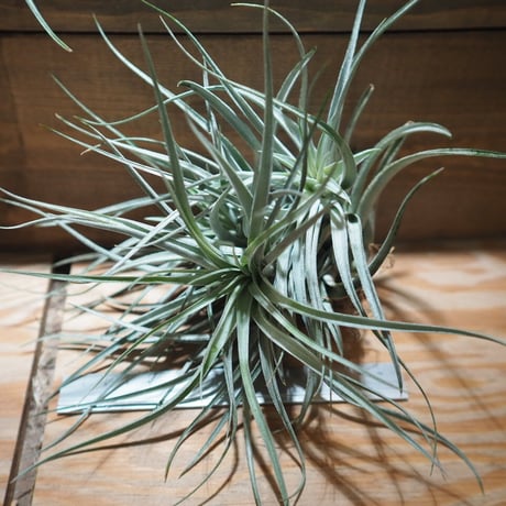 チランジア ／ レクルヴィフォリア × ガルドネリー　(T.recurvifolia × T.gardneri)　＊A01/Apr17