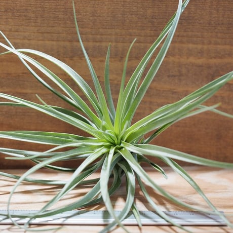 チランジア ／ ストリクタ ギガンティクス　(T.stricta 'Giganticus')　＊A01/Aug27