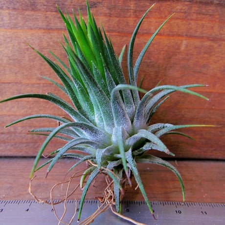 チランジア ／ イオナンタ コーンヘッド　(T.ionantha 'Conehead')