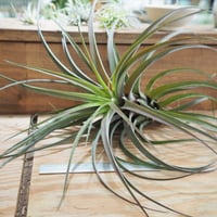 Tillandsia Lucille チランジア ルシール fit=scale-down,w=1200