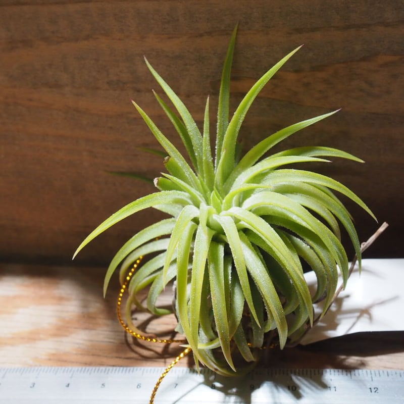 チランジア ／ イオナンタ ウアメルラ (T.ionantha huemulata) ☆タイ農