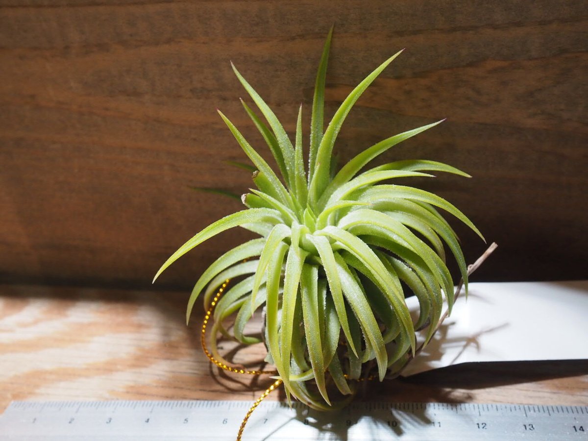 チランジア ／ イオナンタ ウアメルラ (T.ionantha huemulata) ☆タイ農