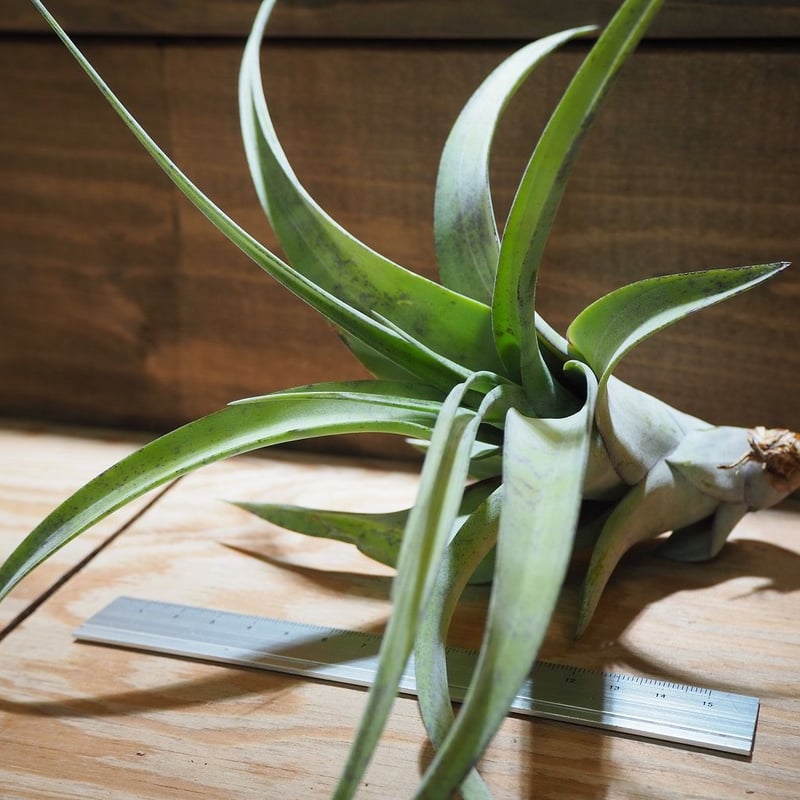 チランジア ／ フレクスオーサ グランドケイマン (T.flexuosa 'Grand