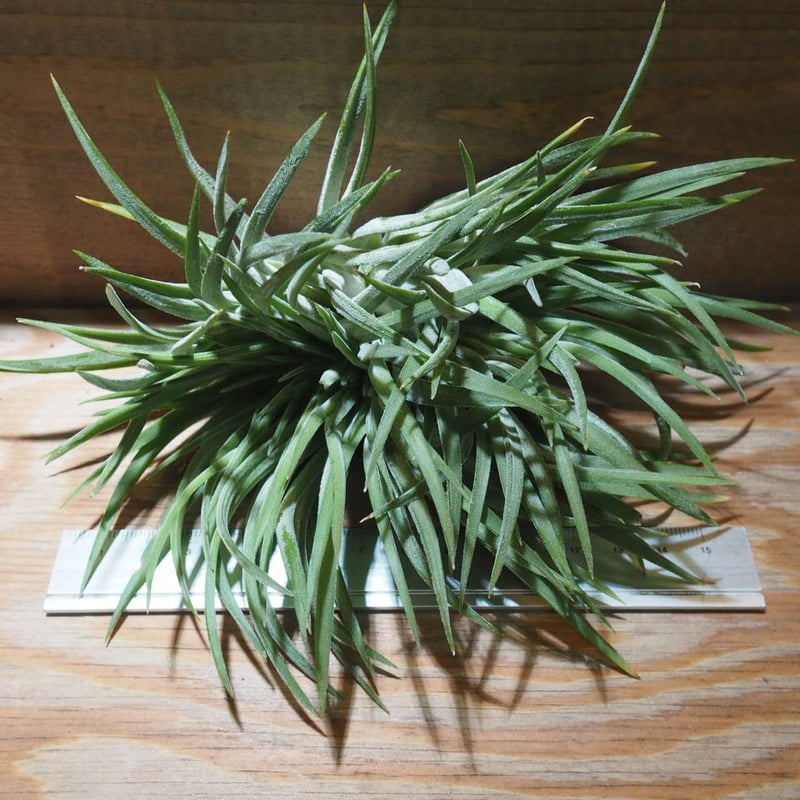 チランジア ／ イオナンタ ビッグボーイ クレステッド XL (T.ionantha