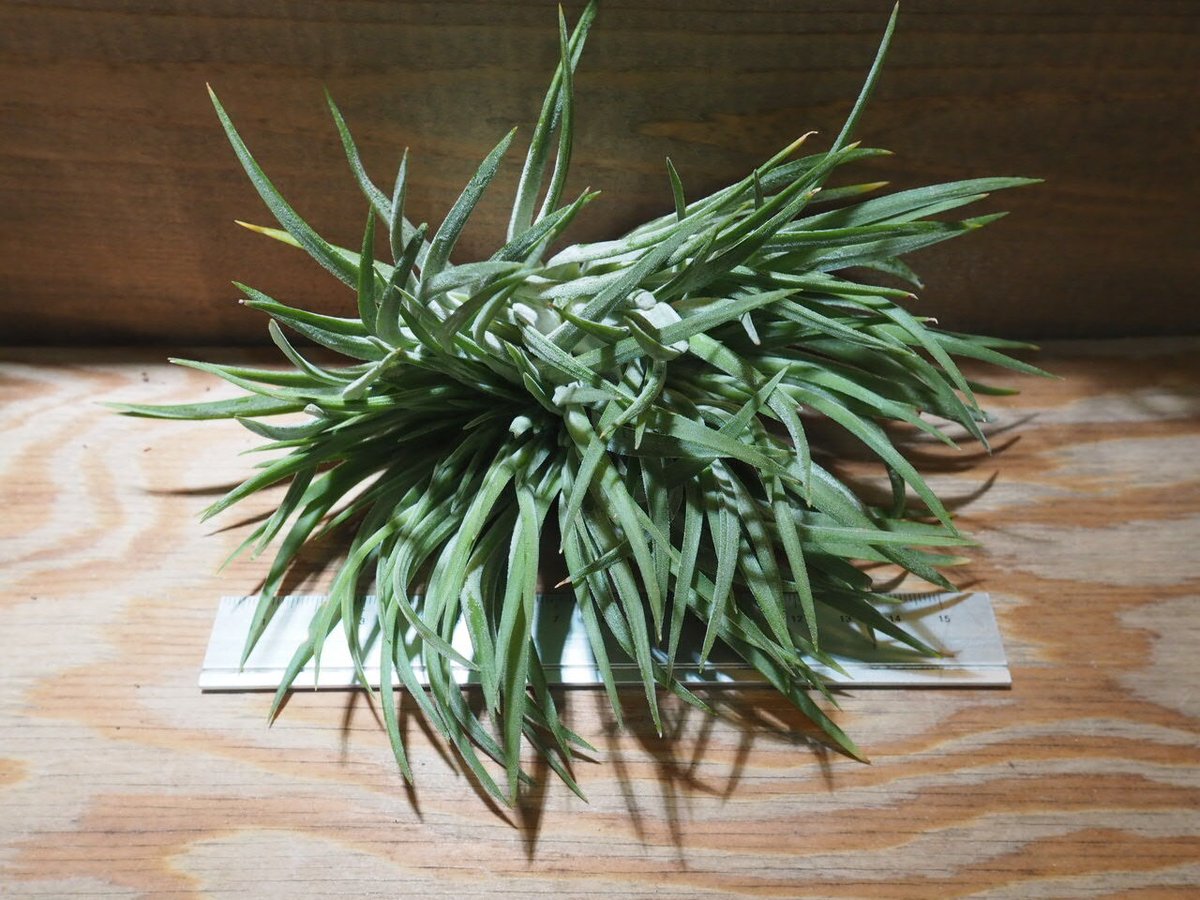 チランジア ／ イオナンタ ビッグボーイ クレステッド XL (T.ionantha