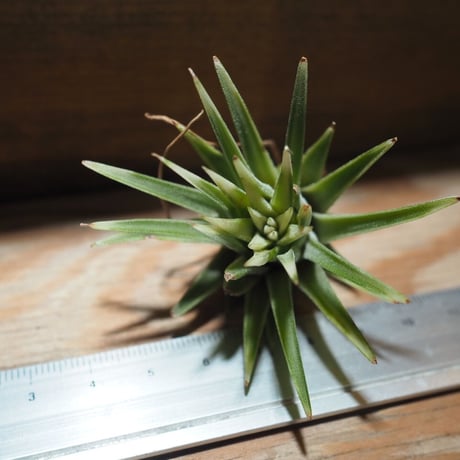 チランジア ／ イオナンタ アルボマージナータ　(T.ionantha 'Albo-Marginata')　＊A01/Feb27-01