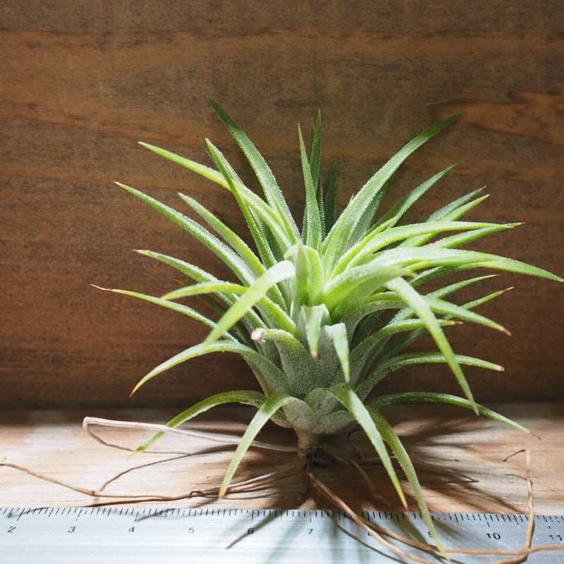 Tillandsia チランジア　4種類　14株セット（イオナンタ　アルビノ等） 楽天市場】おしゃれ 観葉植物：チランジア イオナンタ アルビノ