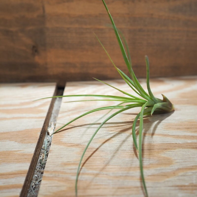 チランジア ／ 入門3点セット Bタイプ (Tillandsia B-type