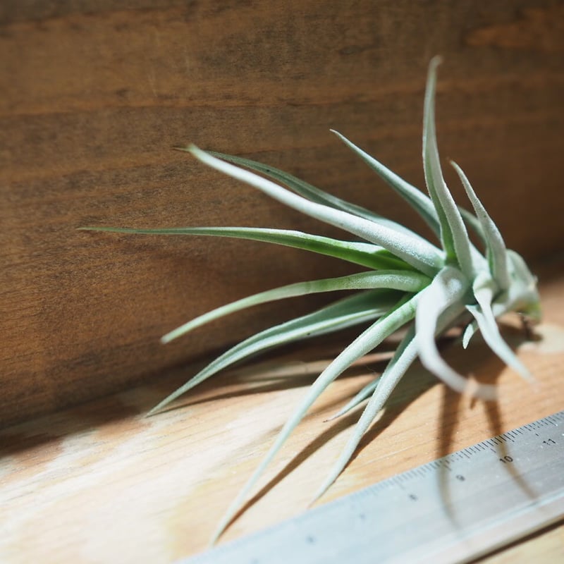 チランジア ／ ストレプトカルパ ミニX (T.streptocarpa 'Mini X')