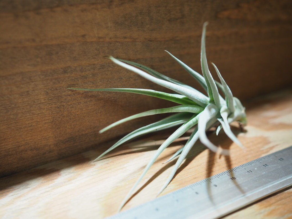 チランジア ／ ストレプトカルパ ミニX (T.streptocarpa 'Mini X')