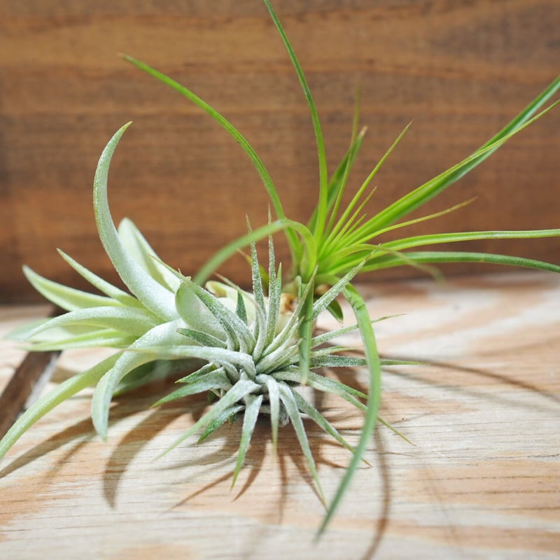 チランジア ／ 入門3点セット Aタイプ (Tillandsia A-type