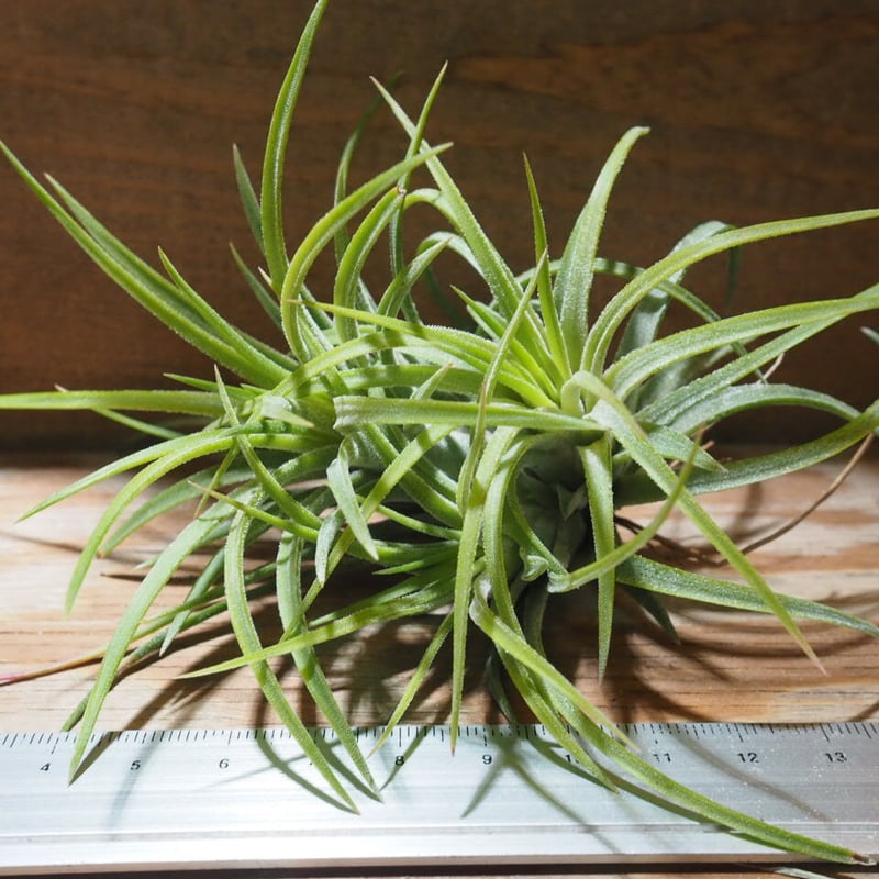 チランジア ／ イオナンタ グレイス CL (T.ionantha 'Grace