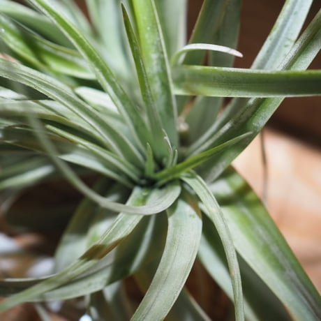 チランジア ／ キセログラフィカ × カピタータ クレステッド　(T.xerographica × T.capitata Crested)　＊A01/Apr17