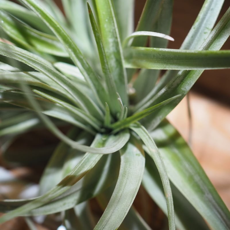 チランジア ／ キセログラフィカ × カピタータ クレステッド (T