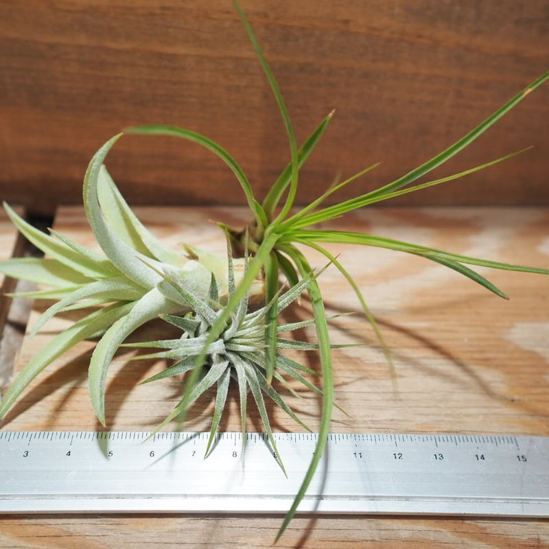 チランジア アッパークラス チランジア・アッパークラス Tillandsia Upper Class (T. rothii