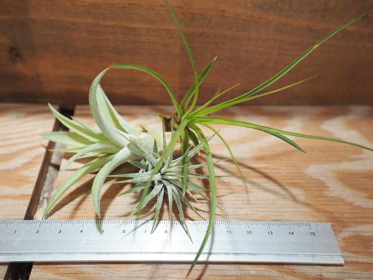 【専用商品】　チランジア　リクエストアソート Amazon｜エアプランツ (4種類セット) おまかせセット チランジア