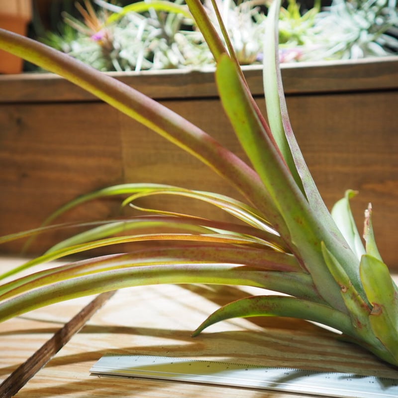 チランジア ／ カピタータ ロハ (T.capitata 'Roja') ＊A01/Jun22