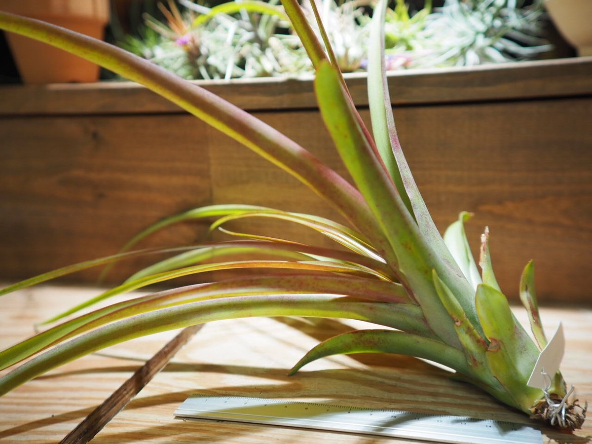 チランジア カピタータルブラ × ロシー チランジア カピタータルブラ × ロシー 【公式通販】