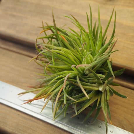 チランジア ／ イオナンタ クレステッドフォーム　(T.ionantha 'Crested Form') No-02