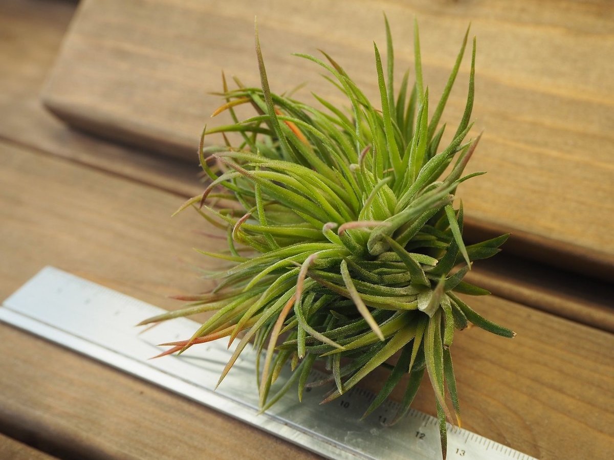 チランジア ／ イオナンタ クレステッドフォーム (T.ionantha