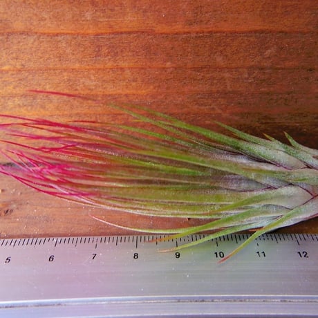 CATEGORY エアプランツ（チランジア） 交配種 | 常葉植物園 Tokiwa