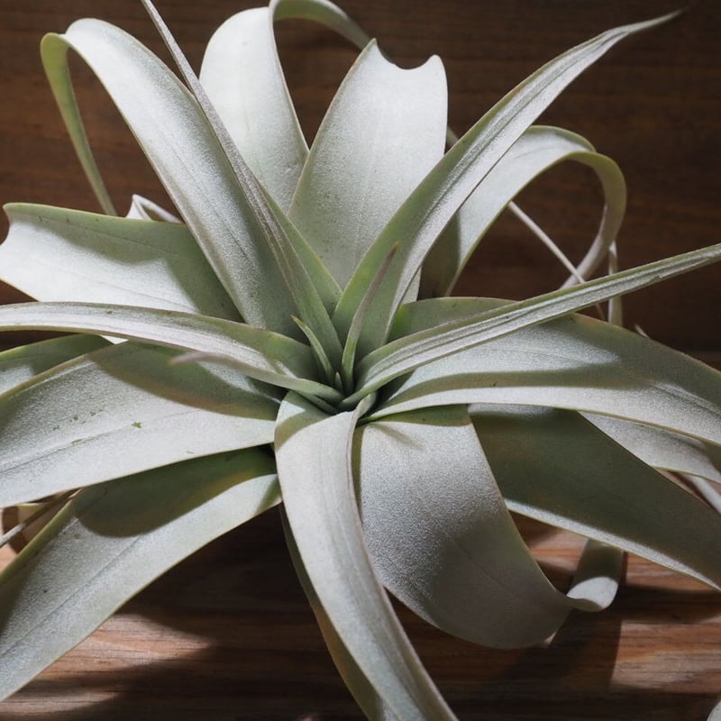 チランジア ／ キセログラフィカ mini (T.xerographica) ☆XX01