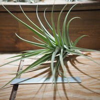 チランジア ／ ザ・パーフェクトブレンド (T.'The Perfect Blend') ＊A