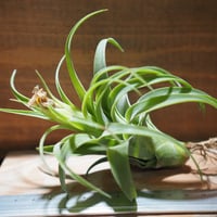 チランジア ／ イオナンタ ファットボーイ (T.ionantha 'Fat Boy') ☆E