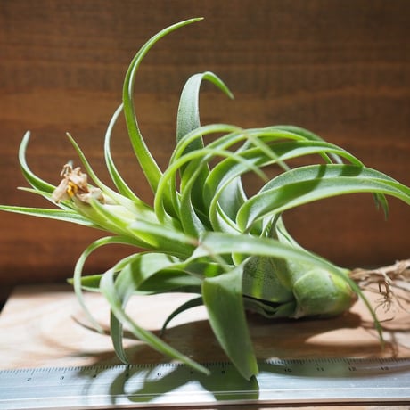 STORES エアープランツの検索結果