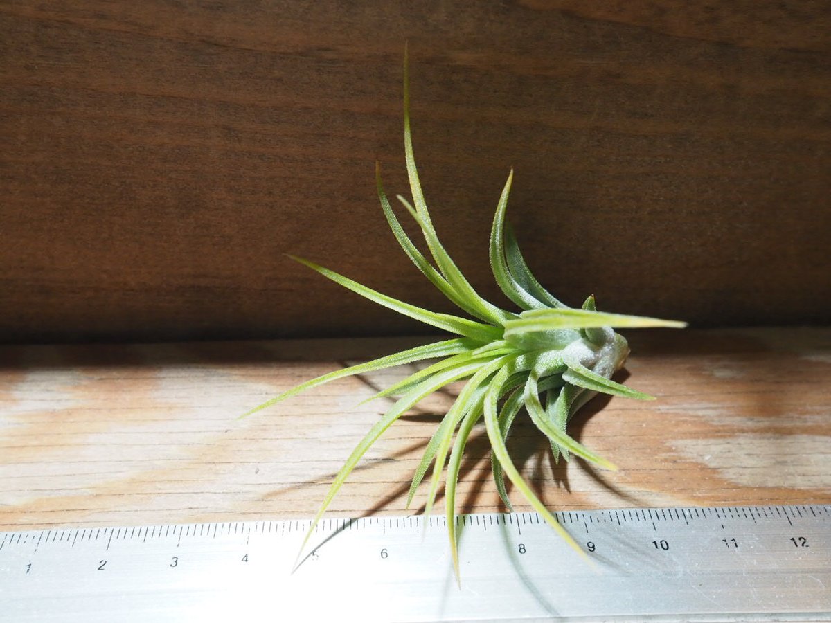 チランジア / イオナンタ ドゥルイド (T.ionantha 'Druid チランジア / イオナンタ ドゥルイド (T.ionantha 'Druid
