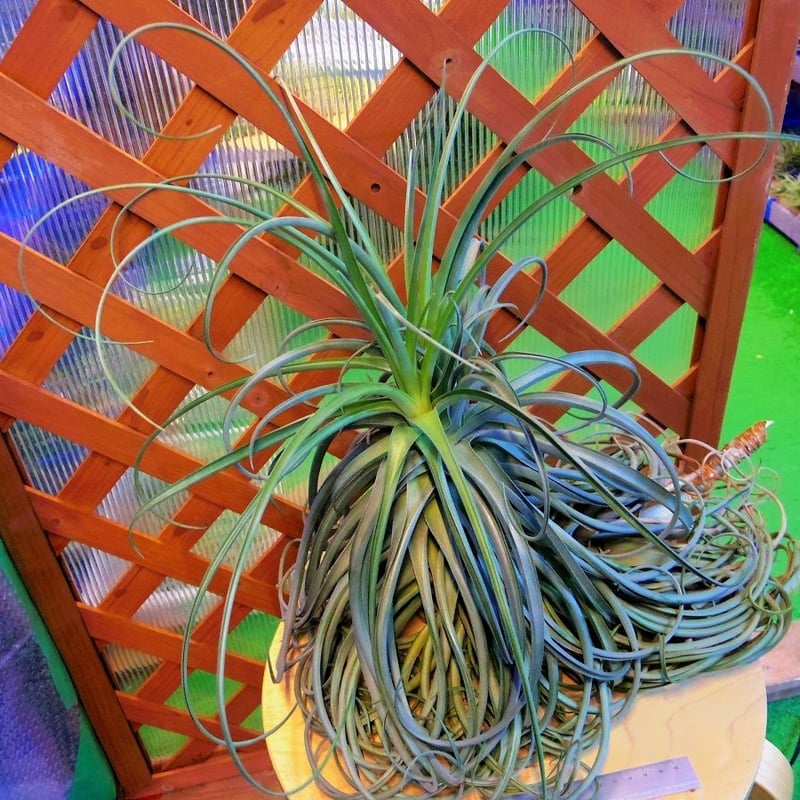 チランジア ／ ライラックスパイアー (T.'Lilac Spire') ☆12/12