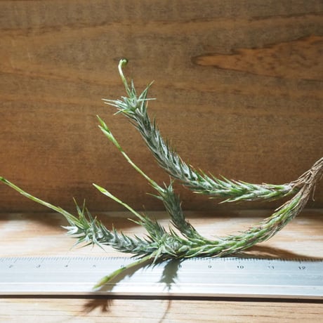 STORES エアープランツの検索結果