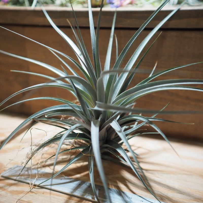 チランジア ／ ヴェルニコーサ パープルジャイアント (T.vernicosa