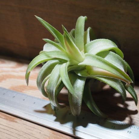 チランジア ／ イオナンタ ヴァンハイニンギー ジャンボ　(T.ionantha var. vanhyningii 'Jumbo') ★タイ農場　★EF01/Feb05