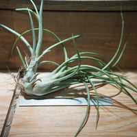 チランジア ／ ブルボーサ × プエブレンシス 子株付き　(T.bulbosa × T.pueblensis)　＊A01/Apr15