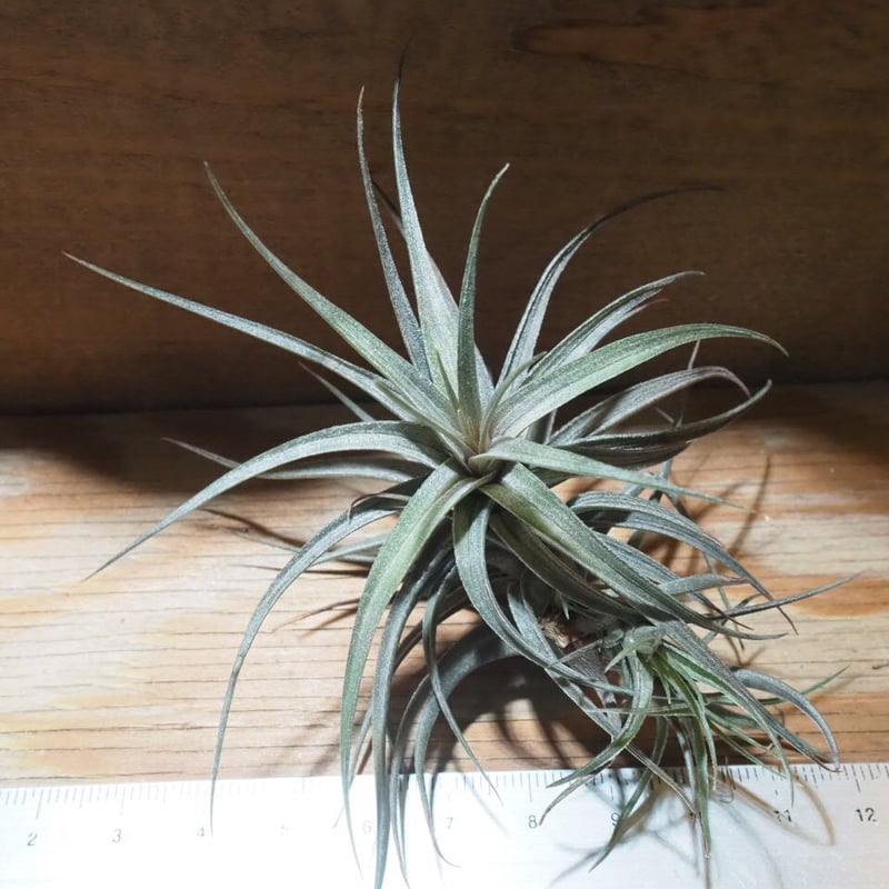 チランジア ／ アエラントス ミニパープル (T.aeranthos 'Mini Purple