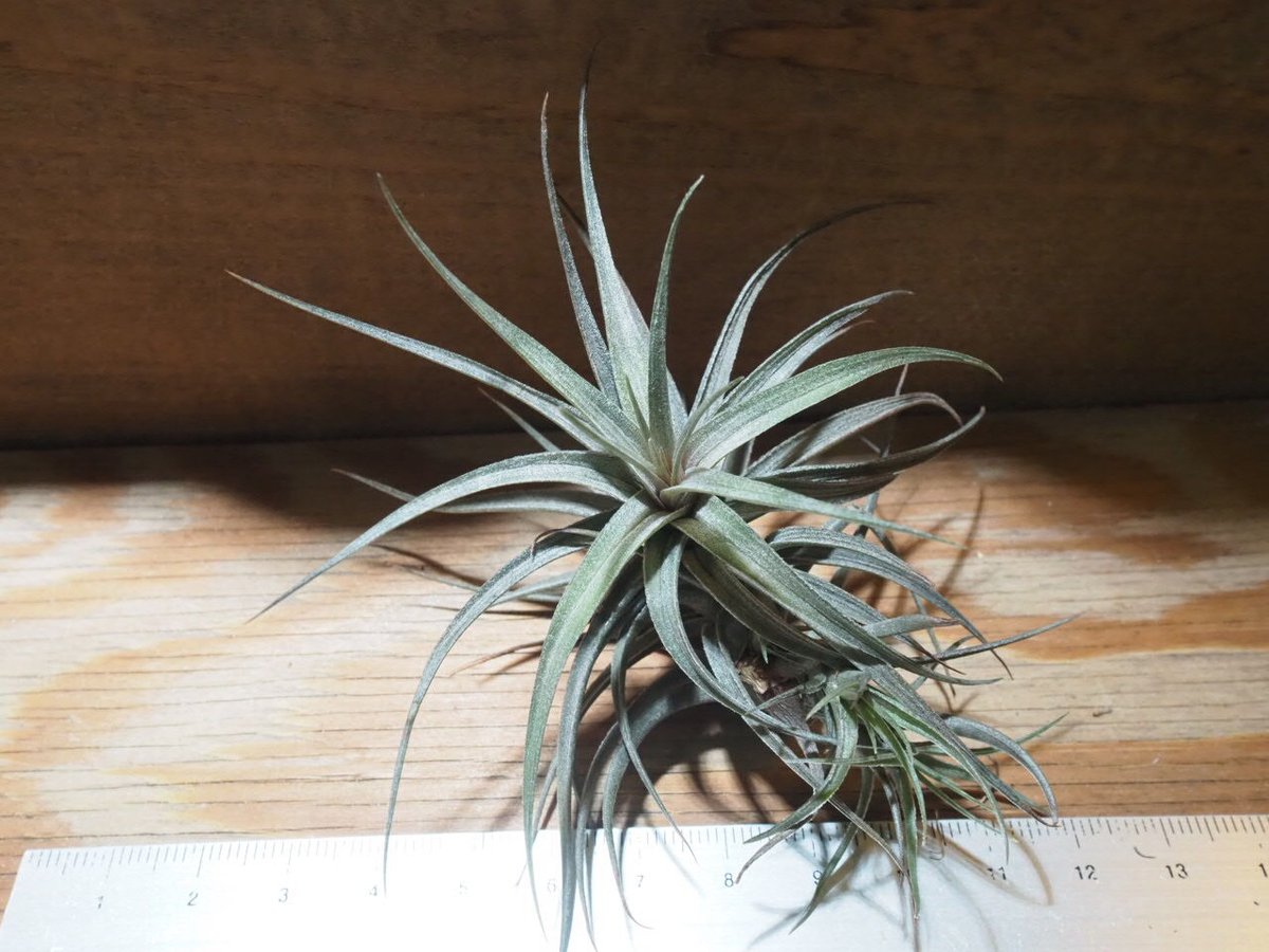 チランジア ／ アエラントス ミニパープル (T.aeranthos 'Mini Purple