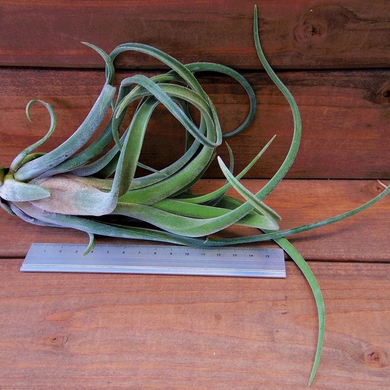 チランジア　ファシクラータ v.デンシスピカ x サブテレス ファシクラータ デンシスピカ 01号 | air-plants TENGU-DO