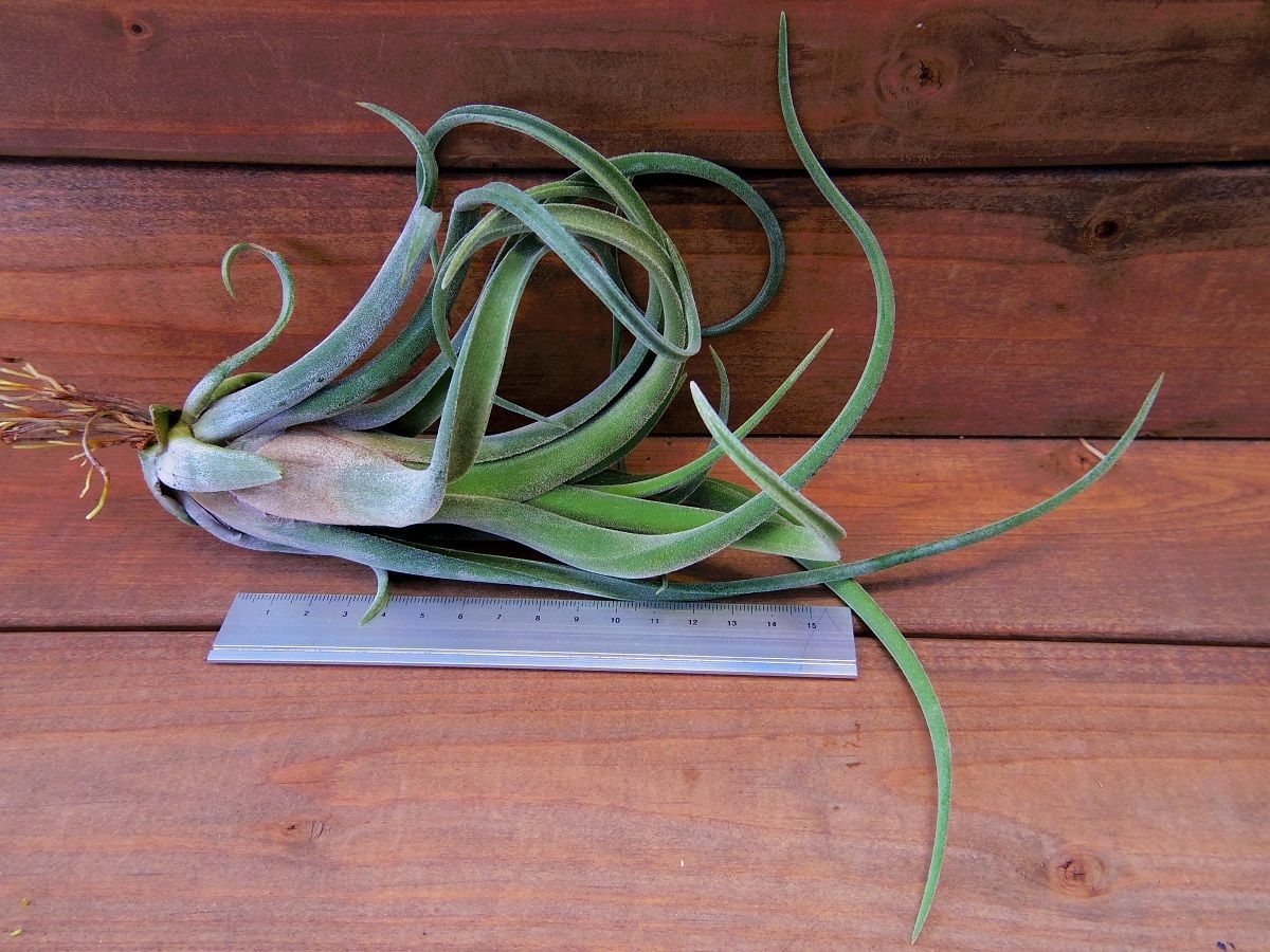 チランジア　ファシクラータ v.デンシスピカ x サブテレス 楽天市場】チランジア ファシクラータ M size (エアープランツ