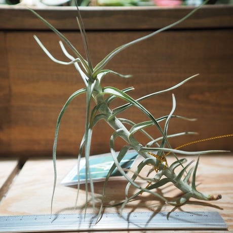 CATEGORY エアプランツ（チランジア） 大型種 | 常葉植物園