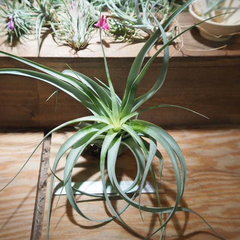 【現品・即購入OK】チランジア・カピタータ　クランプ　群生　特大　全幅約45cm クランプ＊チランジア カピタータ モーブ(モーヴ) Tillandsia capitata