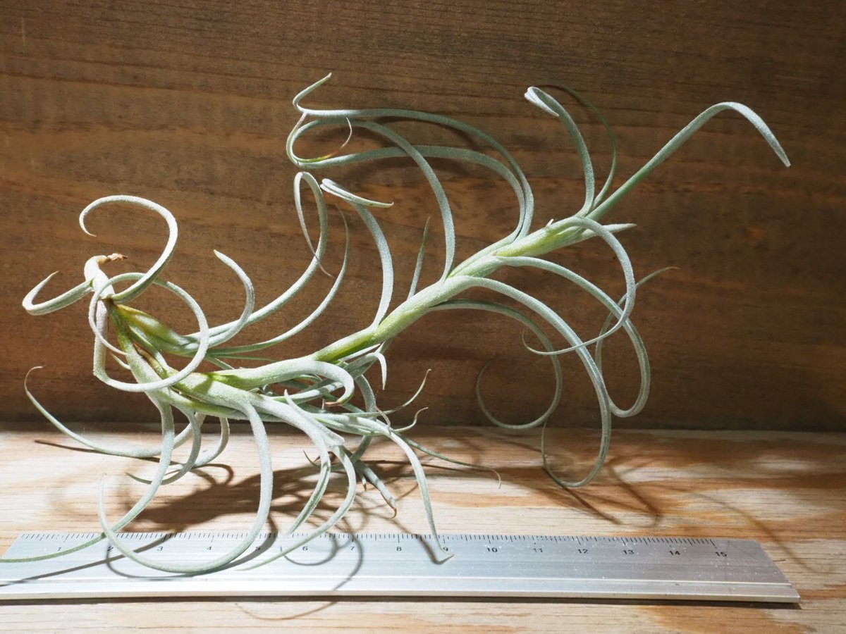 チランジア Andrean Jewel Tillandsia Andean Jewel - (T. aeranthos x cacticola