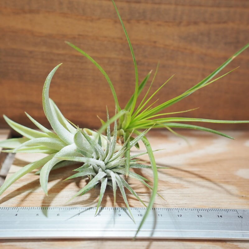 チランジア ／ 入門3点セット Aタイプ (Tillandsia A-type) | 常葉植物...