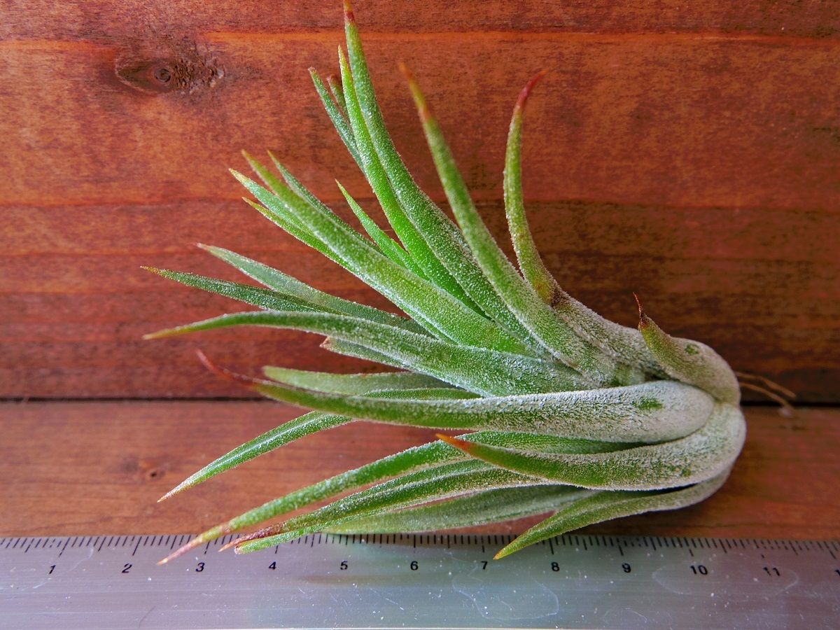 チランジア ／ リトルサンダー (T.'Little Thunder') | 常葉植物園 To