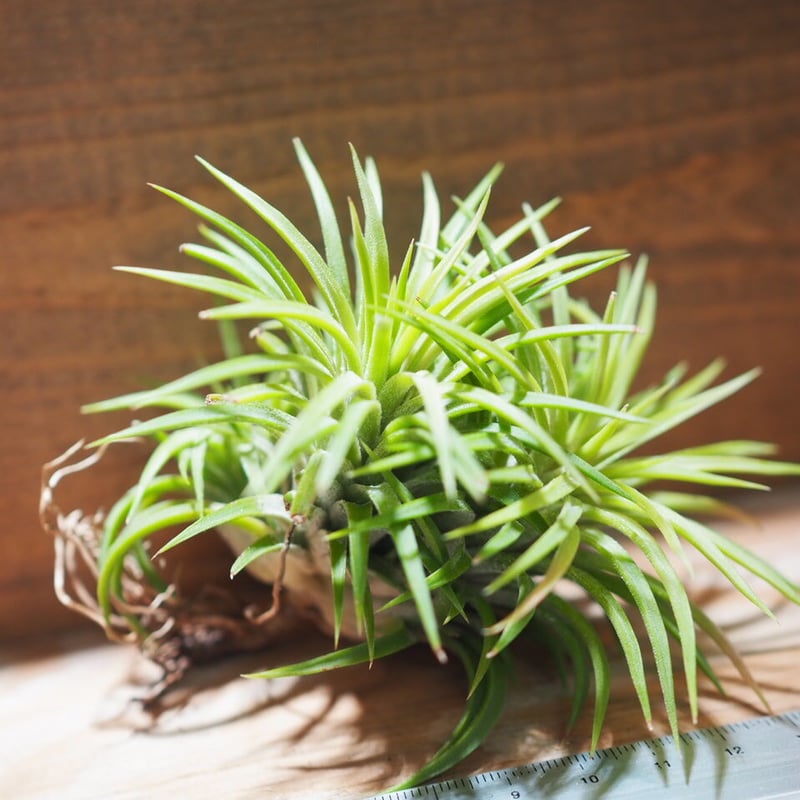 チランジア ／ イオナンタ ウアメルラ CL (T.ionantha huemulata) ☆