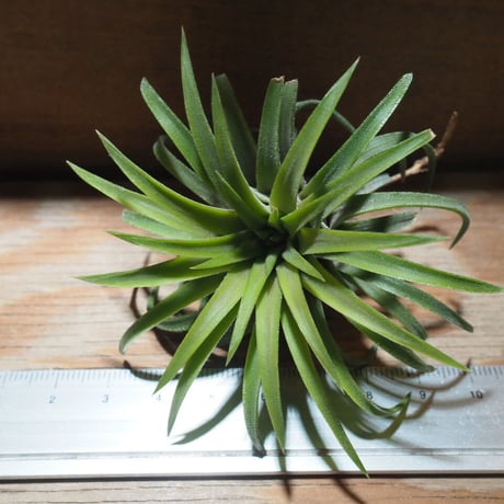 チランジア ／ イオナンタ ロン　(T.ionantha 'Ron')　★EF01/Feb05-01