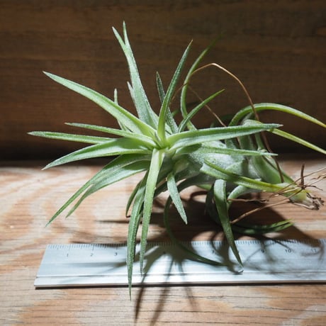チランジア ／ イオナンタ ヴァンハイニンギー M　(T.ionantha var. vanhyningii)　★EF01/Feb05